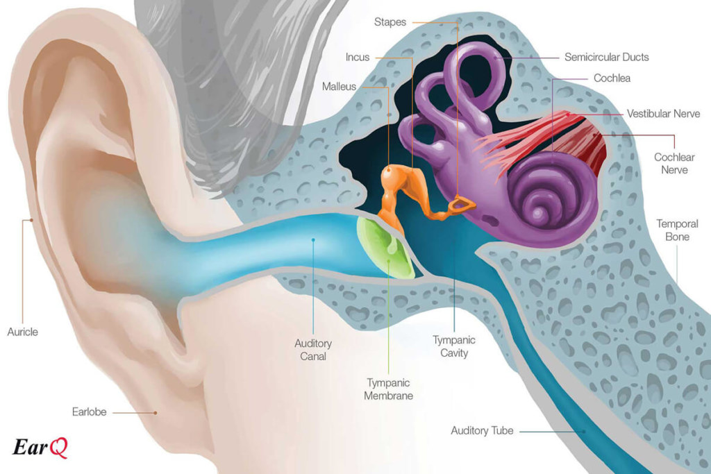 EarQ Anatomy of the Ear Chart