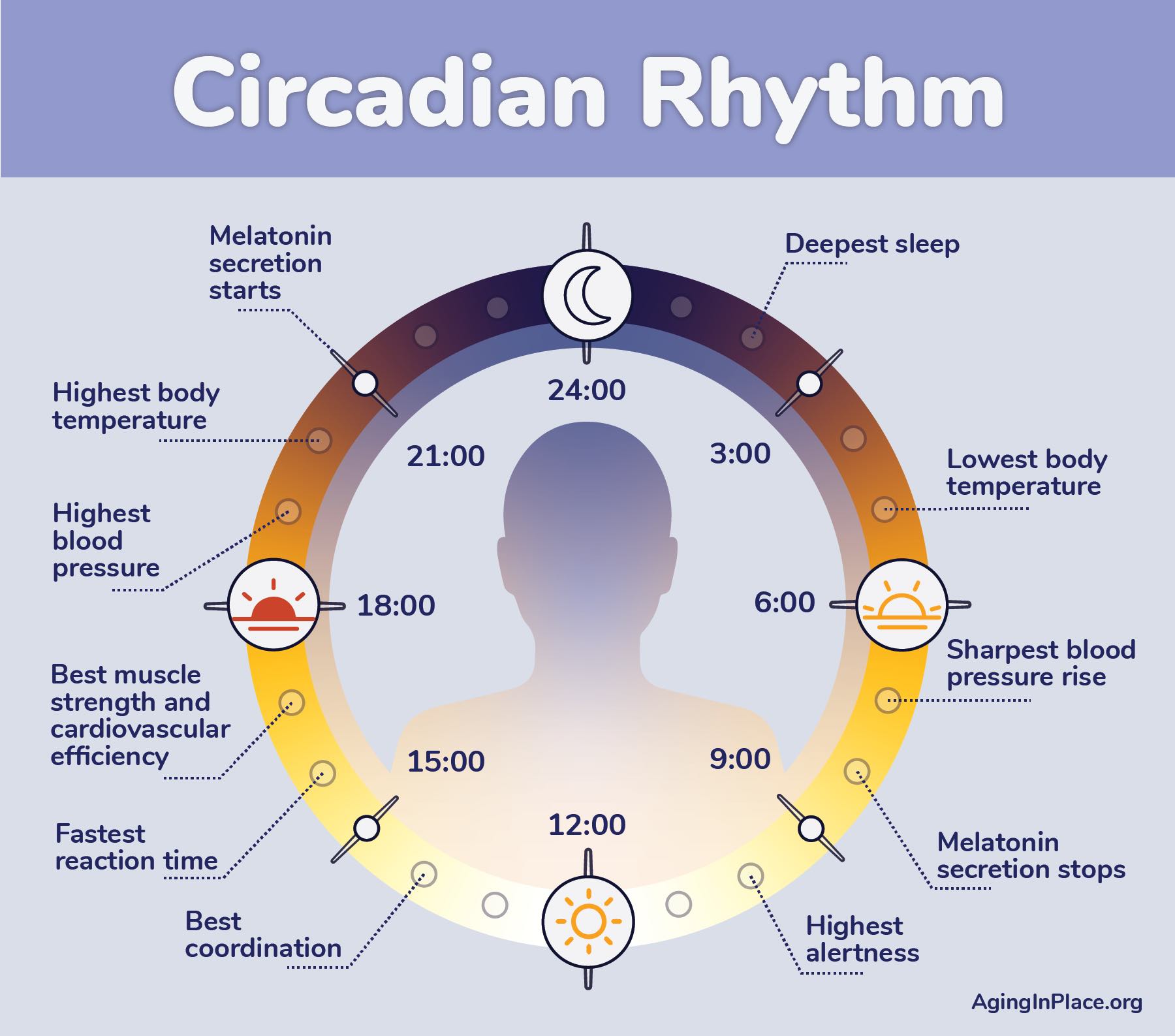 Circadian rhythm is the sleep-wake pattern that regulates our sleep