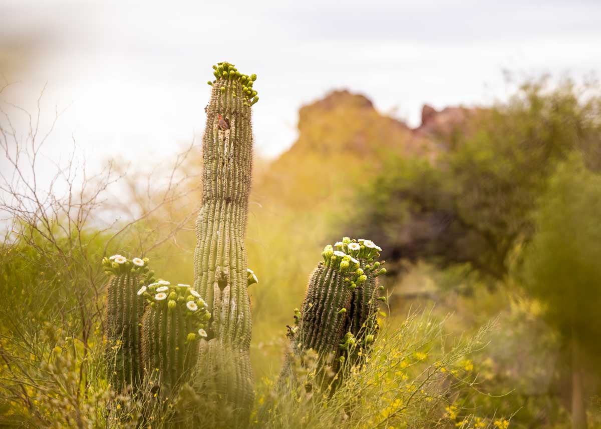 assisted-living-in-sun-city-az-aginginplace