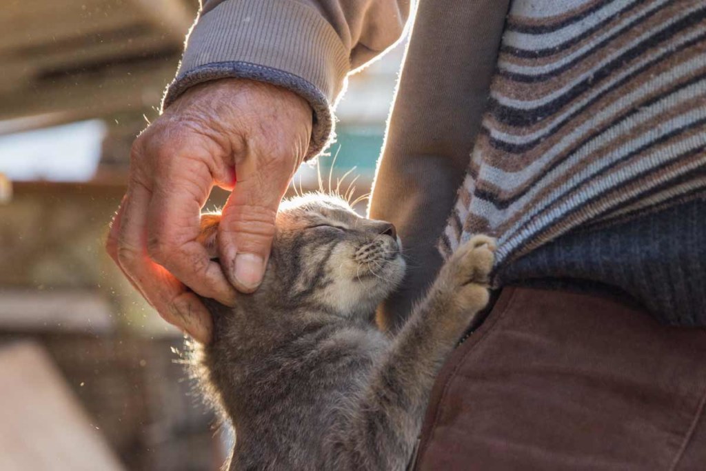 happy kitten being pet by senior man