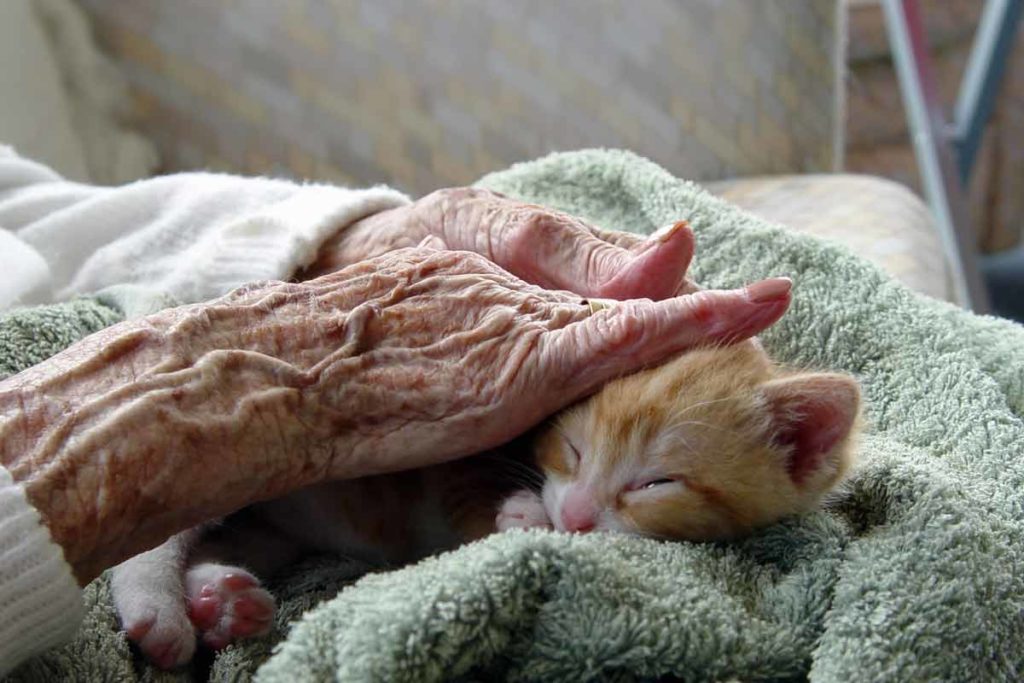 senior woman petting kitten